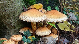 秋季,秋葉,秋天的顏色