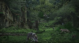 森林,狼,動物