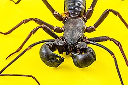 天蝎座,geisselskorpione,uropygi