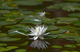 池,莲花,百合