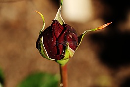 花,花園,芽