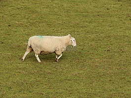 羊,威爾士語(yǔ),農(nóng)場(chǎng)