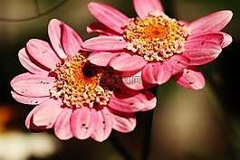 花,花園,夏天花