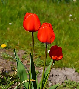 郁金香,鮮花,紅色