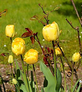 郁金香,鮮花,春天