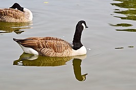 野鵝,鵝,鳥