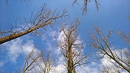 秋季,性質,樹木