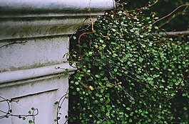 花園,綠色,結構