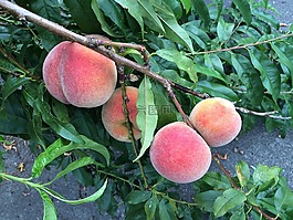 成熟,桃子,夏天