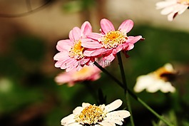 花,花園,夏天花