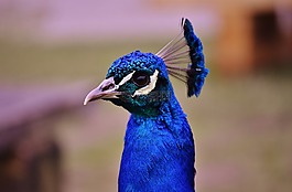 孔雀,鳥(niǎo),動(dòng)物