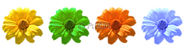 花,鮮花,雛菊