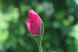 玫瑰,花,粉色