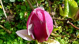 玉蘭,開(kāi)花,樹(shù)