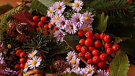 性質(zhì),植物,組成