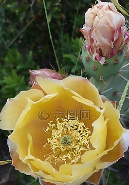 仙人掌,仙人掌花,沙漠