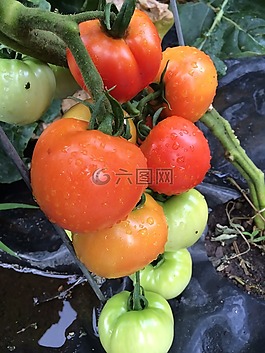 蕃茄,藤,成熟