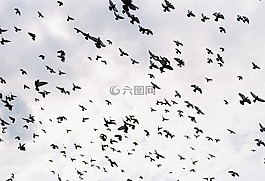 鳥,鳥飛,群鳥