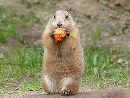饑餓,動物園,動物