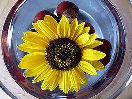 太阳花,花朵颜色,鲜花