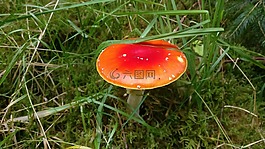 海綿,紅色,林
