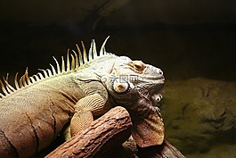 水晶球,爬行動(dòng)物,動(dòng)物