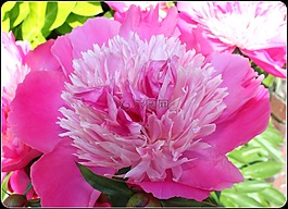 牡丹,粉紅色,花