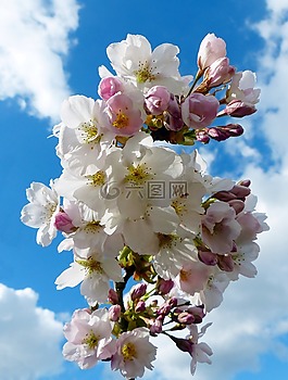列樱桃,天空,日本樱花树