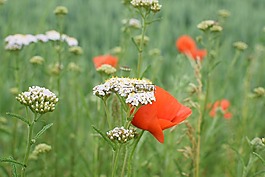 野生花卉草甸,锋利的捆,klatschmohn