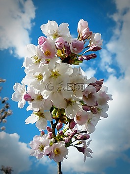 列樱桃,天空,日本樱花树