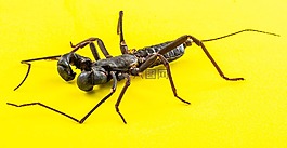 天蝎座,geisselskorpione,uropygi