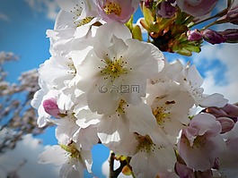 列樱桃,天空,日本樱花树