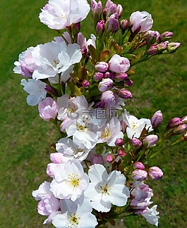 列樱桃,日本樱花树,开花