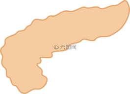 胰腺,醫(yī)藥,器官