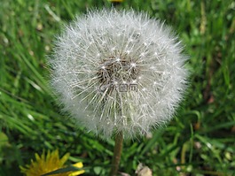 蒲公英,開(kāi)花,odkvitnutá 蒲公英
