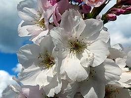 列樱桃,日本樱花树,开花