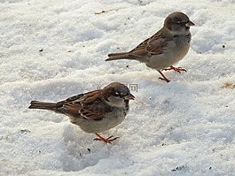 麻雀,鳥,冬季