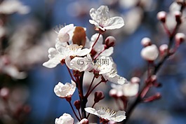 杏仁樹,花,花瓣