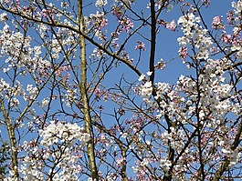 春天,梅花,天空