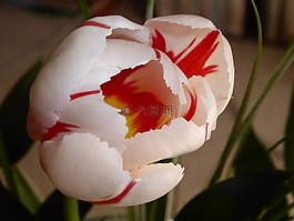 花,郁金香,春天