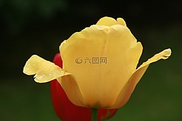 花,黃色,紅色