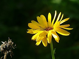 萬壽菊,金盞草,花多