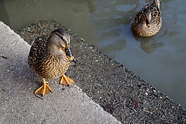 鴨,野鴨,水鳥(niǎo)