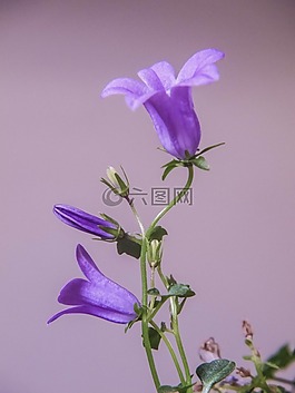 桔梗,花,春天