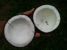 椰子,石油,白