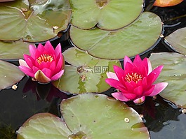 睡蓮,廠,水生植物