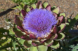 菊芋,蔬菜,食品