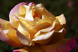 玫瑰,花,黃色