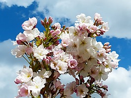 列樱桃,天空,日本樱花树