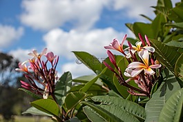 自然,花,植物區(qū)系